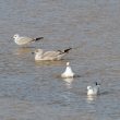 Goélands leucophée et cendré et Mouettes rieuses